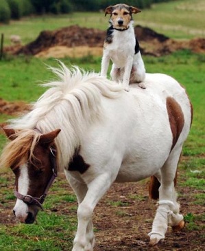 Dog and Pony Show
