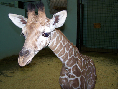 Baby Giraffe