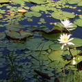 Lilypads