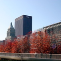 Red Leaves