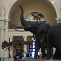 Sue and the Elephants