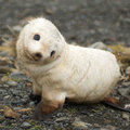 Baby Seal