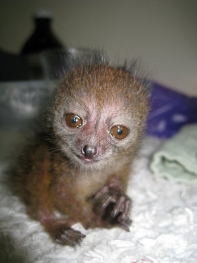 Baby Bamboo Lemur
