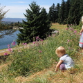 Wildflowers on Mt. Tabor