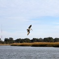 Pelican