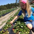 Pickin' Strawberries