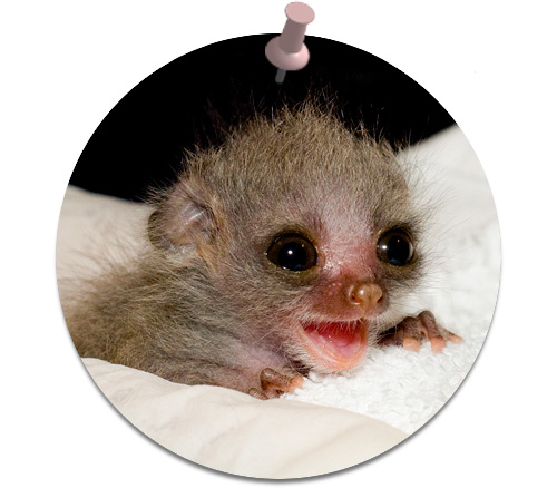 Bushbaby