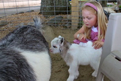 Hello, Day-Old Goat!