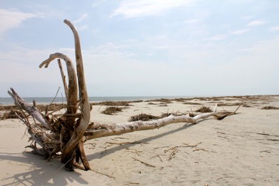 Wassaw Island