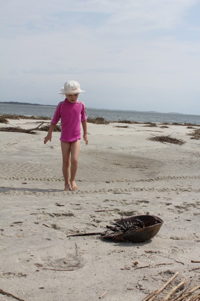 Bad Day for the Horseshoe Crab