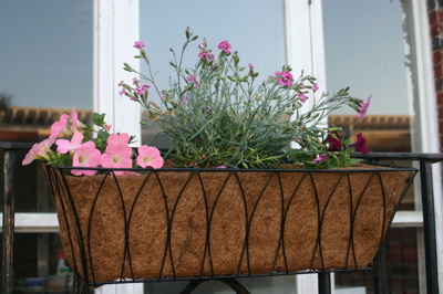 Pretty flowers