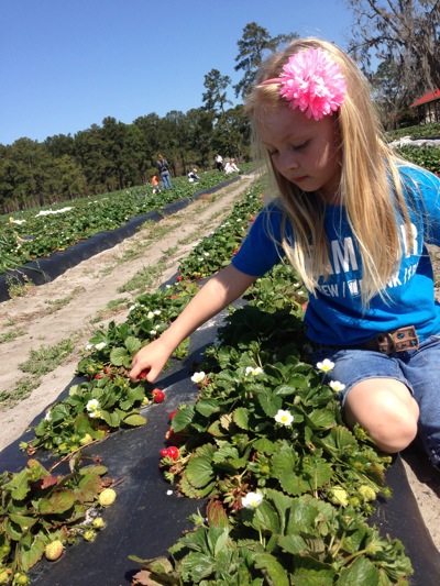 Pickin' Strawberries