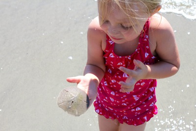 Sand Dollar