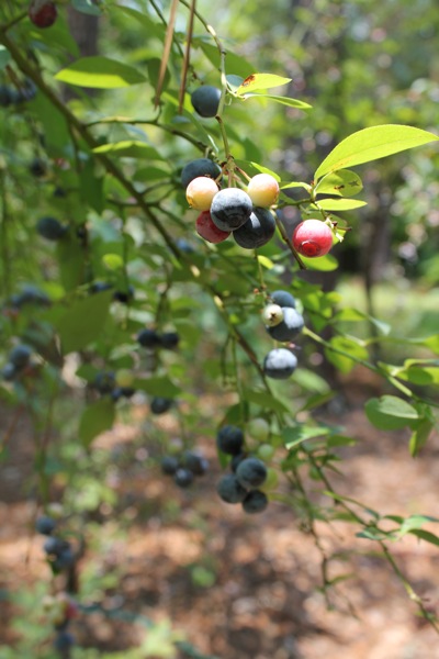 Berries on the Tree