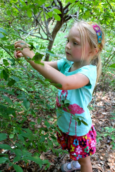 Berry Picking