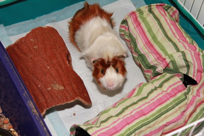 Piglet