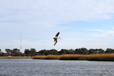 Pelican