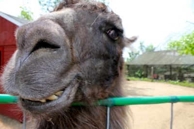 Llama Gets Personal