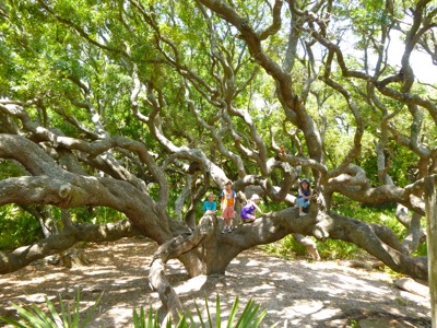 Best Climbing Tree EVER