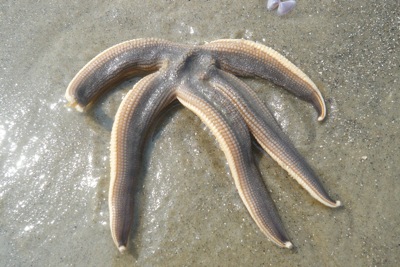 Sea Star in the Sand