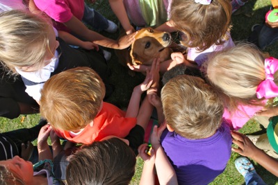 Therapy Dog Mob