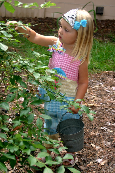Picking Blueberries