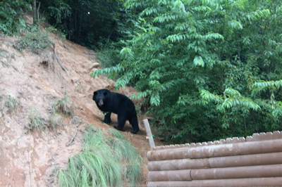 Bear in the Campground!