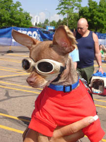 Racing Chihuahua