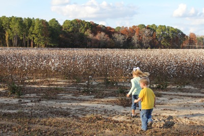 Cotton Fields