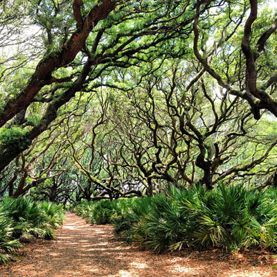Cumberland Island Trees