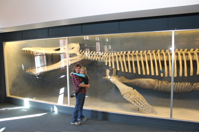 Kronosaurus