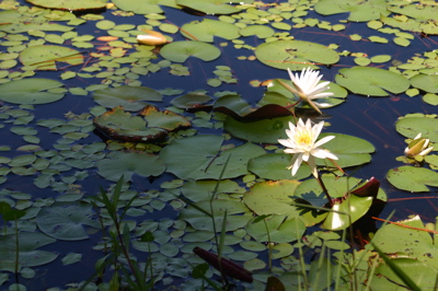 Lilypads