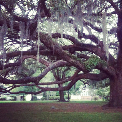 Live Oaks