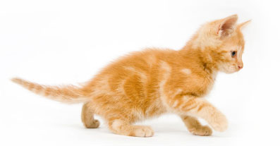 Tasty, Tasty Kitten
