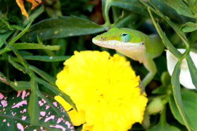 Peeking Lizard