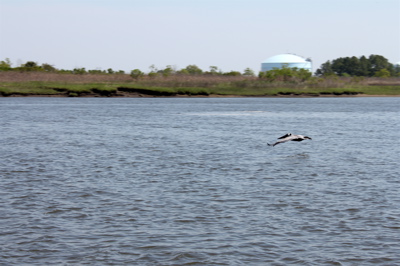 Pelican