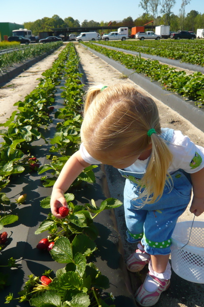 Pickin' Berries