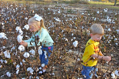 PIcking Cotton