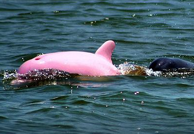 Princess Dolphin