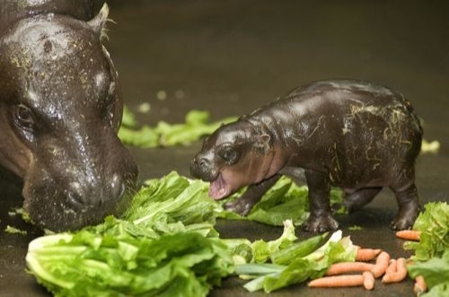 Itty Bitty Hippo Baby