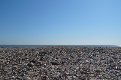 Shells on the Beach