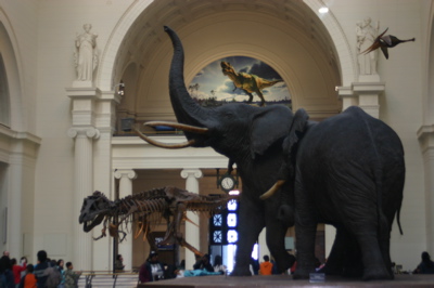 Sue and the Elephants