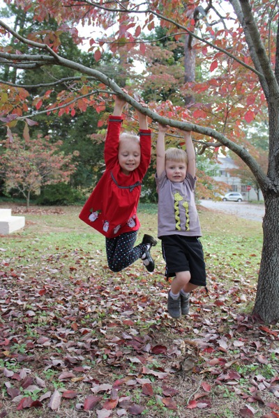 Swinging in the Trees
