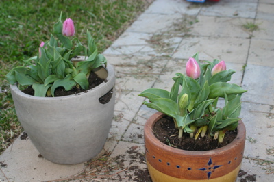 tulips.jpg